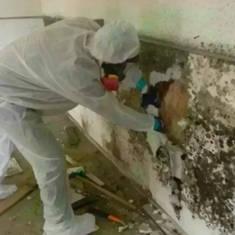 Mold Remediation and Removal in Lockhart, TX